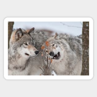 Timber Wolves Sticker